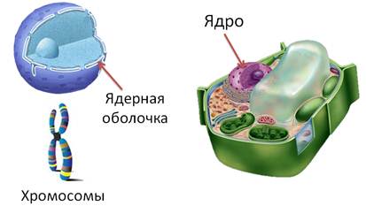 Как называется наружный слой клетки. image007. Как называется наружный слой клетки фото. Как называется наружный слой клетки-image007. картинка Как называется наружный слой клетки. картинка image007