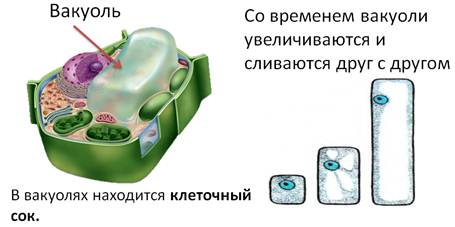 Как называется наружный слой клетки. image009. Как называется наружный слой клетки фото. Как называется наружный слой клетки-image009. картинка Как называется наружный слой клетки. картинка image009