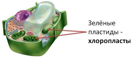 Как называется наружный слой клетки. image010. Как называется наружный слой клетки фото. Как называется наружный слой клетки-image010. картинка Как называется наружный слой клетки. картинка image010