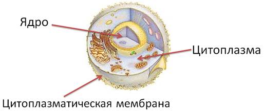 Как называется наружный слой клетки. image011. Как называется наружный слой клетки фото. Как называется наружный слой клетки-image011. картинка Как называется наружный слой клетки. картинка image011