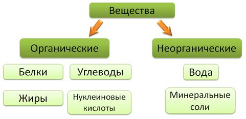 Как называется наружный слой клетки. image013. Как называется наружный слой клетки фото. Как называется наружный слой клетки-image013. картинка Как называется наружный слой клетки. картинка image013