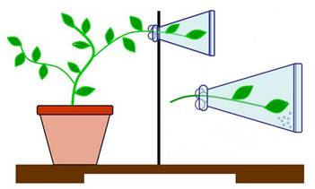 В изображенном на рисунке опыте экспериментатор поместил в стеклянную колбу ветку с листьями ответ
