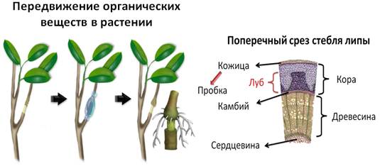 Передвижение веществ по стеблю 6 класс. Передвижение органических веществ по стеблю растения. Опыт передвижение органических веществ по стеблю. Опыт передвижение органических веществ по растению. Передвижение воды в растении.