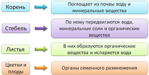 Как доказать что растения это живые организмы. Смотреть фото Как доказать что растения это живые организмы. Смотреть картинку Как доказать что растения это живые организмы. Картинка про Как доказать что растения это живые организмы. Фото Как доказать что растения это живые организмы