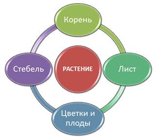 Как доказать что растения это живые организмы. Смотреть фото Как доказать что растения это живые организмы. Смотреть картинку Как доказать что растения это живые организмы. Картинка про Как доказать что растения это живые организмы. Фото Как доказать что растения это живые организмы