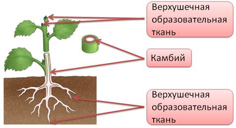 Как доказать что растения это живые организмы. Смотреть фото Как доказать что растения это живые организмы. Смотреть картинку Как доказать что растения это живые организмы. Картинка про Как доказать что растения это живые организмы. Фото Как доказать что растения это живые организмы