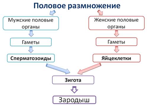 Изобразите разнообразие способов размножения в виде схемы