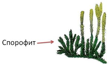 К какому классу относят растение коробочка спорангий которого показана на рисунке 1 хвойные