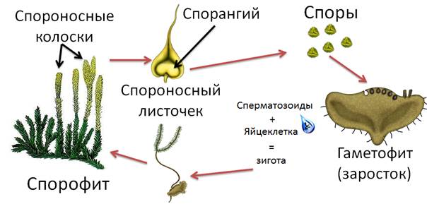Схема размножения мха начиная с оплодотворения