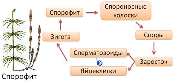 Какая проблема связанная с размножением сохранилась в жизни растений после их выхода на сушу