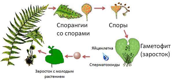 Какие стадии жизненного цикла споровых растений показаны на рисунке что общего у этих растений
