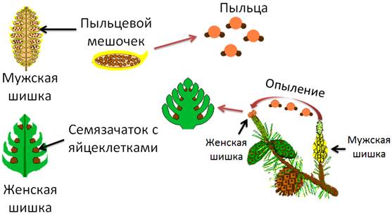 Рисунок размножения голосеменных растений