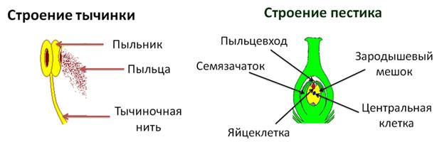 Какой буквой на рисунке обозначена часть цветка в которой формируются пыльцевые зерна