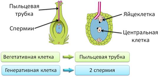 Схема размножение покрытосеменных растений 6 класс