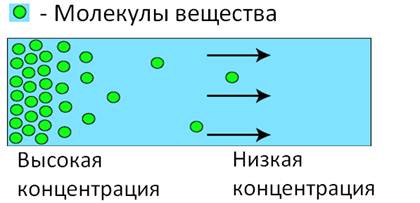 Поступление веществ в клетку схема