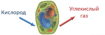 Дыхание клетки растения