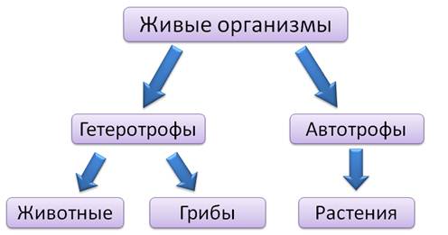 Что относится к основным процессам жизнедеятельности клетки