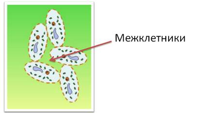 Что относится к основным процессам жизнедеятельности клетки