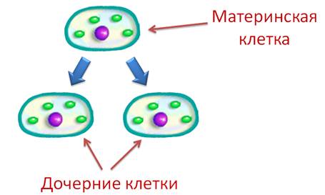 Клетка делится с помощью