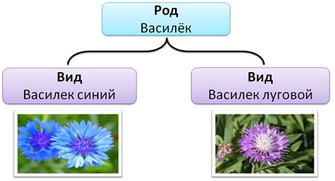 Виды рода растений