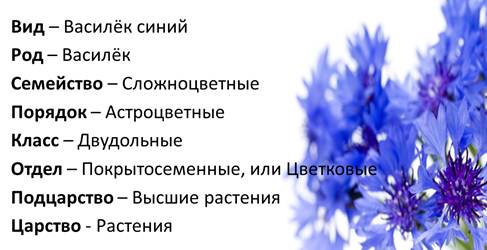 Синь васильки текст. Систематика Василек синий. Классификация василька. Василек синий классификация. Строение василька синего.