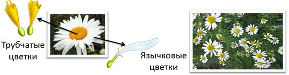 Схема строения ромашки