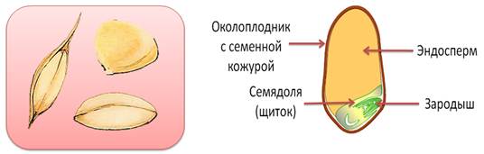 Роль семени пшеницы. Внешнее строение зерновки пшеницы. Строение зерновки злака. Зерновка семейство.