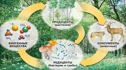 Что относится к факторам живой природы