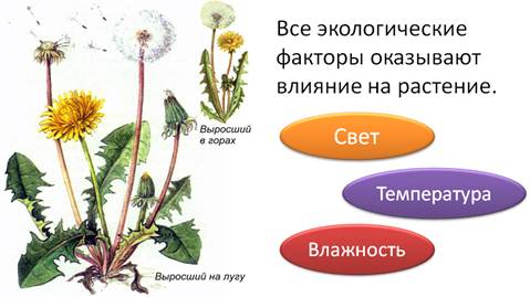 Что относится к факторам живой природы