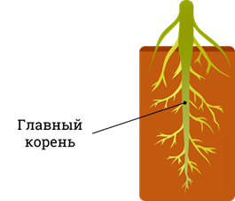 Корневая система фасоли. Главный корень. Главный и боковые корни. Всасывающие корешки у растения. Центральный корень.
