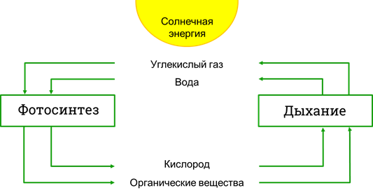 У растения в процессе дыхания образуется что