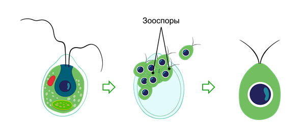 Зооспоры. Зооспоры хламидомонады. Зооспоры у водорослей. Жгутиковые зооспоры.