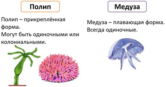 какое пищеварение у гидры