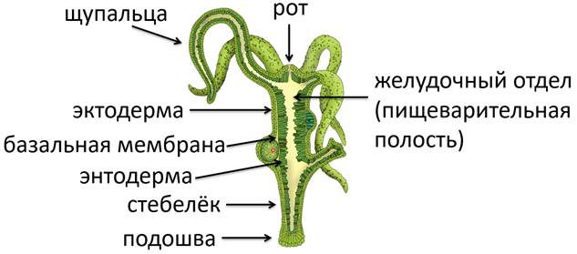 какое пищеварение у гидры