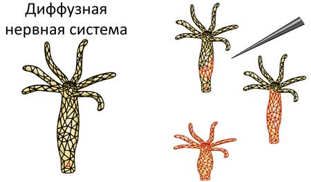 какое пищеварение у гидры