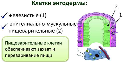 какое пищеварение у гидры