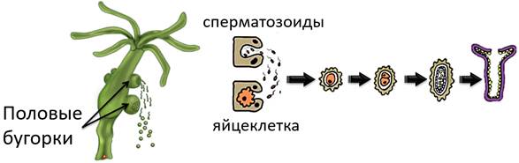 какое пищеварение у гидры