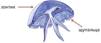 Подпишите обозначенные на рисунке части тела полипа и медузы
