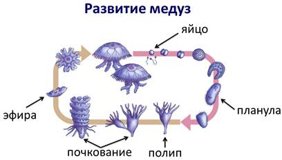 Размножение медуз схема