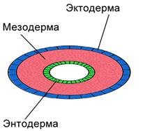 Появление третьего слоя клеток. Плоские черви слои клеток. Плоские черви зародышевые листки. Трехслойное строение тела. Три слоя плоских червей.
