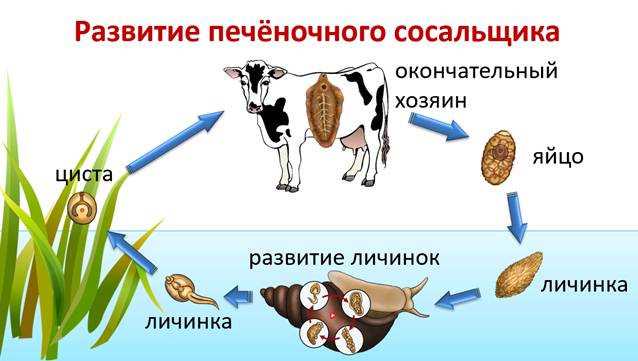 какое дыхание у сосальщиков