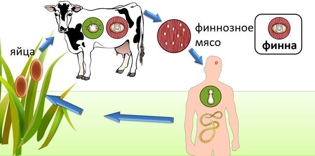 Цикл развития ленточных червей схема