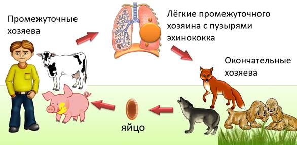 чем питаются ленточные черви. Смотреть фото чем питаются ленточные черви. Смотреть картинку чем питаются ленточные черви. Картинка про чем питаются ленточные черви. Фото чем питаются ленточные черви