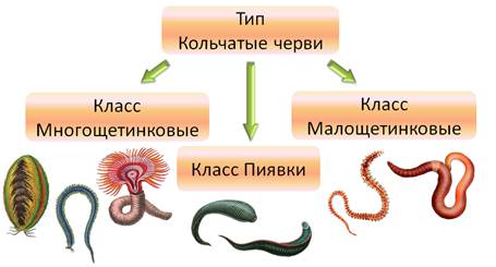 какую симметрию имеют кольчатые черви. картинка какую симметрию имеют кольчатые черви. какую симметрию имеют кольчатые черви фото. какую симметрию имеют кольчатые черви видео. какую симметрию имеют кольчатые черви смотреть картинку онлайн. смотреть картинку какую симметрию имеют кольчатые черви.