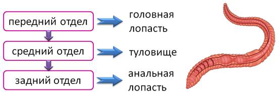 какую симметрию имеют кольчатые черви. картинка какую симметрию имеют кольчатые черви. какую симметрию имеют кольчатые черви фото. какую симметрию имеют кольчатые черви видео. какую симметрию имеют кольчатые черви смотреть картинку онлайн. смотреть картинку какую симметрию имеют кольчатые черви.