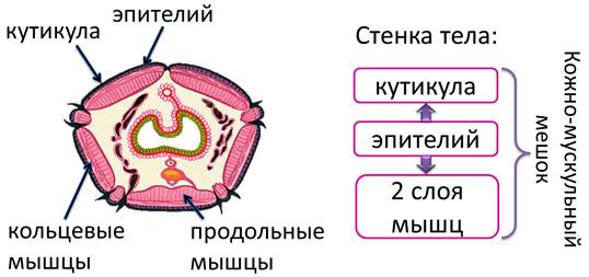 какую симметрию имеют кольчатые черви. картинка какую симметрию имеют кольчатые черви. какую симметрию имеют кольчатые черви фото. какую симметрию имеют кольчатые черви видео. какую симметрию имеют кольчатые черви смотреть картинку онлайн. смотреть картинку какую симметрию имеют кольчатые черви.