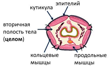 какую симметрию имеют кольчатые черви. картинка какую симметрию имеют кольчатые черви. какую симметрию имеют кольчатые черви фото. какую симметрию имеют кольчатые черви видео. какую симметрию имеют кольчатые черви смотреть картинку онлайн. смотреть картинку какую симметрию имеют кольчатые черви.