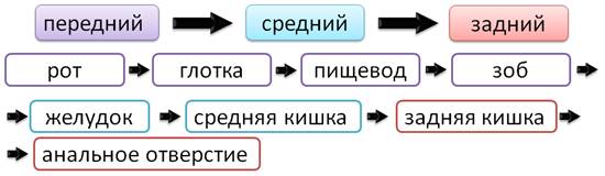 какую симметрию имеют кольчатые черви. картинка какую симметрию имеют кольчатые черви. какую симметрию имеют кольчатые черви фото. какую симметрию имеют кольчатые черви видео. какую симметрию имеют кольчатые черви смотреть картинку онлайн. смотреть картинку какую симметрию имеют кольчатые черви.