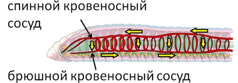 Кровеносная система кольчатых червей. Строение кровеносной системы дождевого червя. Схема кровеносной системы дождевого червя. Кровеносная система кольчатых червей схема. Кровеносная система кольчатых червей рисунок.