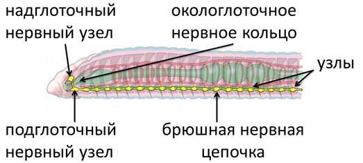 какую симметрию имеют кольчатые черви. картинка какую симметрию имеют кольчатые черви. какую симметрию имеют кольчатые черви фото. какую симметрию имеют кольчатые черви видео. какую симметрию имеют кольчатые черви смотреть картинку онлайн. смотреть картинку какую симметрию имеют кольчатые черви.